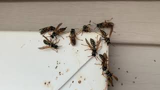 How To Kill Paper Wasp Using Delta Dust [upl. by Won]