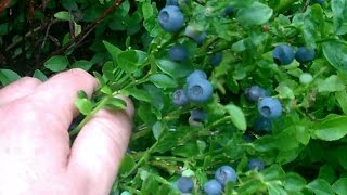 Picking Bilberries  And Making Bilberry Tart [upl. by Eulalie112]