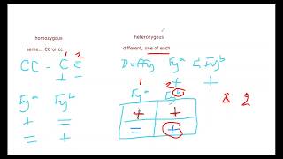 Homozygous and Heterozygous Explanation [upl. by Quirk675]