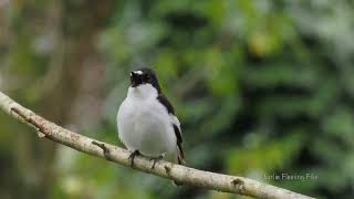 The song of a Pied Flycatcher [upl. by Femi]