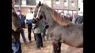 Paardenmarkt Lottum 2012 [upl. by Irak]