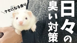 フェレットってクサいの？日々のお世話でニオイ対策！【飼育方法】 [upl. by Ximena]