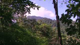 Introducing the Wonderful Birds of Pico Bonito Honduras Part 13 [upl. by Ellennahs]