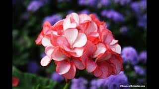 How to Overwinter Geraniums Pelargoniums Everyone Can Grow A Garden 2018 35 [upl. by Angelika]