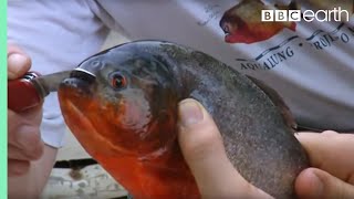 Holding a Red Bellied Piranha  Ultimate Killers  BBC Earth [upl. by Annayehc28]