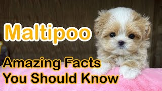 Maltipoo Dog  12 Amazing Facts You Should Know [upl. by Teagan]