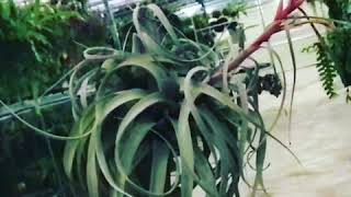 Tillandsia xerographica [upl. by Dj]