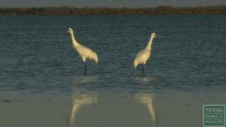 Wintering Whooping Cranes of Texas [upl. by Gnoz]