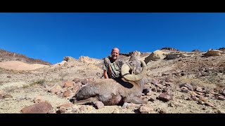 Desert Big Horn Sheep [upl. by Matthia]