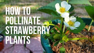 3 ways to pollinate strawberry plants by hand  easy way [upl. by Lais]