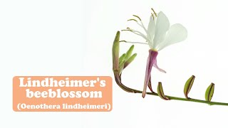 Heart beauty and loveLindheimers beeblossom [upl. by Abbub]