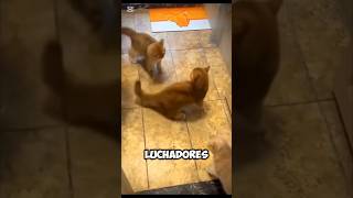 😯Alucinante Gatos Luchando contra Otros Animales 🐱⚔️ [upl. by Inotna]