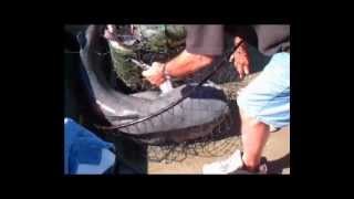 Monster Catfish On The Mississippi [upl. by Suiraj]