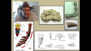 What are Cnidarians and what has their fossil record revealed about the history of life [upl. by Akiemehs]