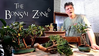 Creating Jade Bonsai Part 1 The Bonsai Zone Feb 2019 [upl. by Caughey792]