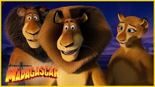 Desde Madagascar hasta las profundidades de África  DreamWorks Madagascar en Español Latino [upl. by Anhsirk]