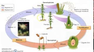 Bryophyte Lifecycle [upl. by Fairley558]