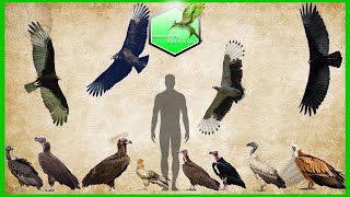 Vulture Species Size Comparison LIVING EXTINCT [upl. by Elocel]