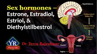 Sex hormones  Estrone Estradiol Estriol amp Diethylstilbestrol  YR Pharma Tube  Dr Rajeshwar [upl. by Konrad]