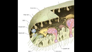 Пластинчатые Placozoa [upl. by Rebeh760]