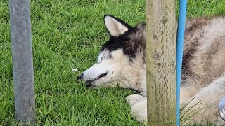 Husky Enjoys His Days Relaxing While Dad is Working Hard [upl. by Alessandro988]