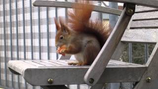 Eichhörnchen auf unserer Dachterrasse  Red squirrels on our roof terrace HD [upl. by Aiyekal186]