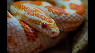 Albino Corn Snake [upl. by Coney]