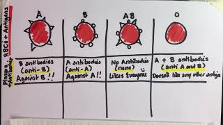 ABO Blood Typing Vid3 Draw HCSP21 [upl. by Atteuqnas]