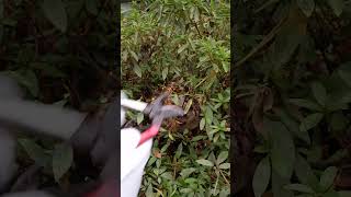 Clearing Branches Around a Vespa analis Hornet Nest [upl. by Neeuq64]