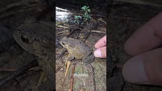 Big and small froggy catch funny shorts [upl. by Poock]