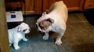 Bulldog Mom and baby playing [upl. by Isoj]