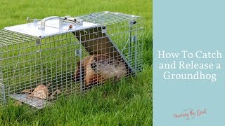 How To Catch A Groundhog  Live Trap  Catch and Release [upl. by Ballman]