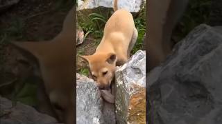 Dog vs Animal Unique video Viral short video [upl. by Arrehs269]