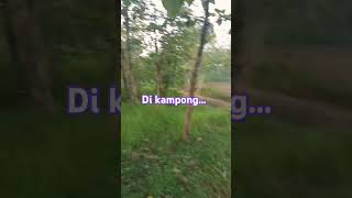 Di kampong [upl. by Oilasor]