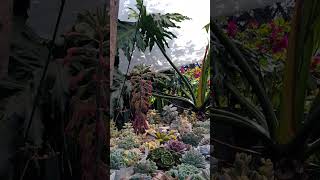 Filodendro y mis suculentas plantas succulent suculentaslovers shortvideo jardin plants [upl. by Tutt189]