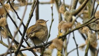 Chiffchaff Singing  Sounds of Spring [upl. by Tarazi147]