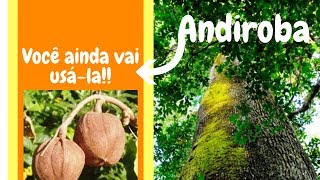 🌿ANDIROBA Febre pele cabelo Para que serve o óleo de andiroba Como usar a andirobaTV CAVIAR [upl. by Yenhoj897]