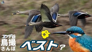 コンデジ鳥撮散歩 ベストショットとは？ 兵庫県・北播磨 [upl. by Janene]