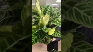 what a stunning house plant  Calathea Zebrina [upl. by Sibylle]