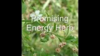 Healing Herb Scoparia dulcis in Pankaj Oudhias Medicinal Plant Database Part1 [upl. by Eiruam]