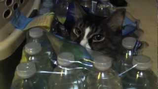 LOL Cat Bottled Water Camouflage [upl. by Asilram452]