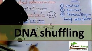 DNA shuffling [upl. by Merrell675]