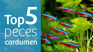 TOP 5 CARDUMEN · 5⃣ PECES que viven en GRUPO [upl. by Arman]