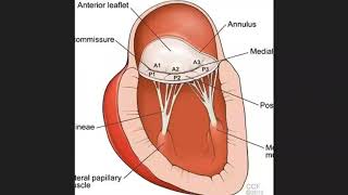 Mitral valve apparatus [upl. by Lowney647]