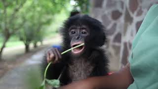 Baby bonobo rescued from hunters [upl. by Hadihahs434]