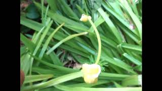 Vivipary and Bulbils in Few flowered Garlic [upl. by Nyrraf]