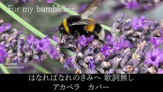 Cover「はなればなれの君へ」Belle（Japanese ver）For my bumblebeesing a capellano mix [upl. by Anivram981]