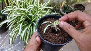 Spider Plant chlorophytum Comosum Propagation Method1 By Gardengraduate [upl. by Kola772]