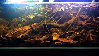 BADC2022  Biotope fish king 160 L [upl. by Metcalf]