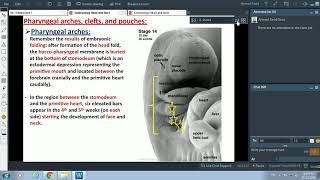 Embryology of Pharyngeal Arches and Face Part 1  Dr Ahmed Farid [upl. by Akinet]